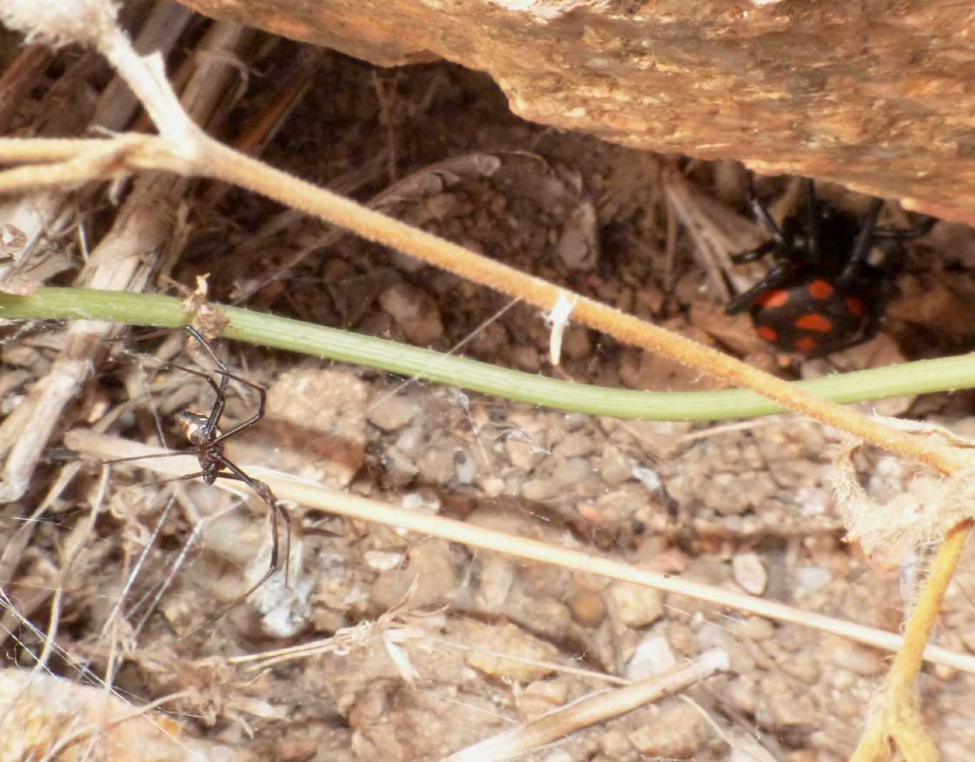 Latrodectus tredecimguttatus: maschi scapoli e ammogliati